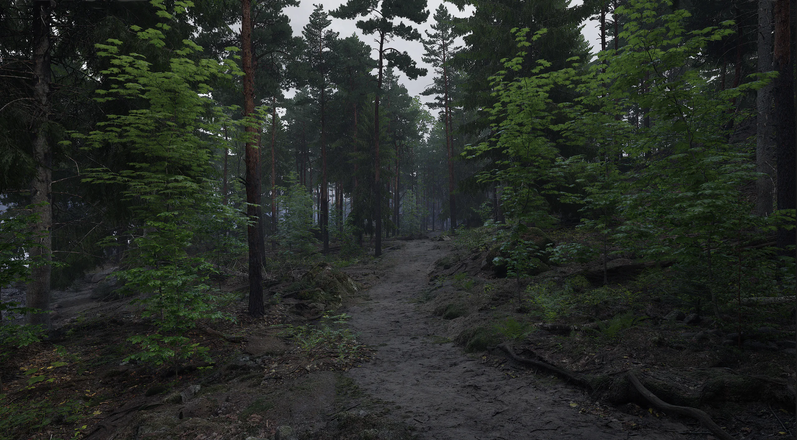 Forest - Pine/Spruce